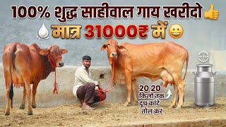 ✨100% Pure Sahiwal 31000₹ में⚡खरीदो 20+ दूध वाली साहीवाल थारपारकर 👍 बछड़ी वाली 6 Cow lot ⭐