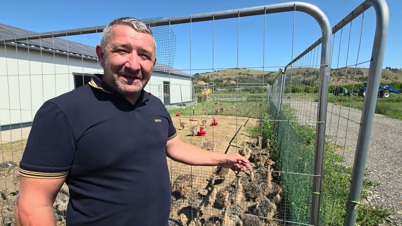 Ograda cu struți - merită sau nu să crești struți?