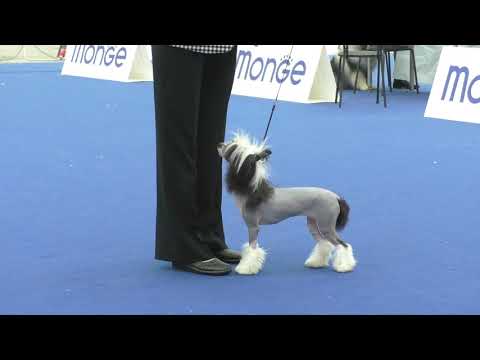 Video: Hårløs Kinesisk Crested Dog: Opprinnelse Og Beskrivelse
