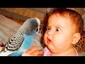 Babies vs Animals - Funny Baby Videos