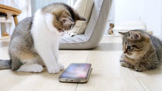 Kittens engrossed in smart phones and their mother cat showing intense affection...