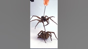 SPIDER CLAW; is Necrobotics the future of Robotics? 🕷️