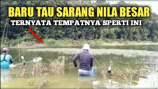 Nemu sarang nila besar'ternyata tempatnya seperti ini.