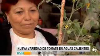 04-09-17 - Nueva variedad de tomate en Aguas Calientes