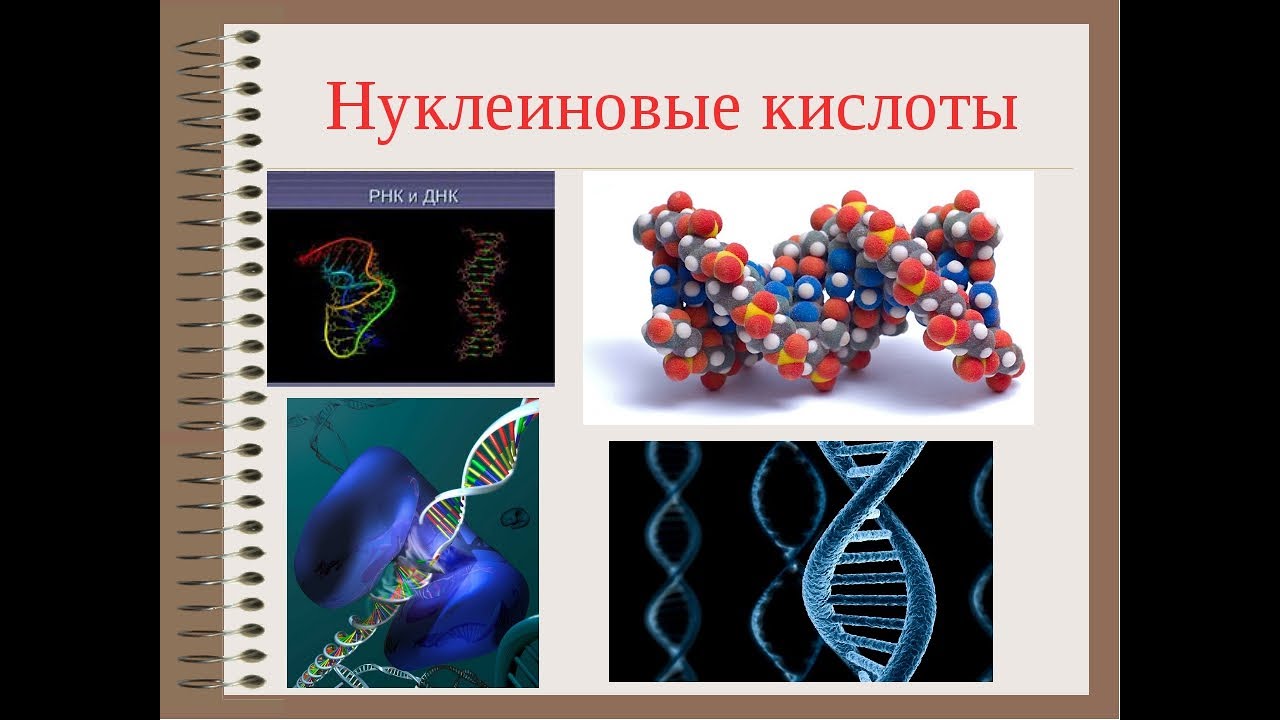 Нуклеиновые кислоты и жизнь. Нуклеиновые кислоты биология 9 класс. Нуклеиновые кислоты рисунок биология. Нуклеиновые кислоты ДНК. Строение нуклеиновых кислот.