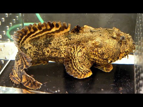 Facts: The Oyster Toadfish