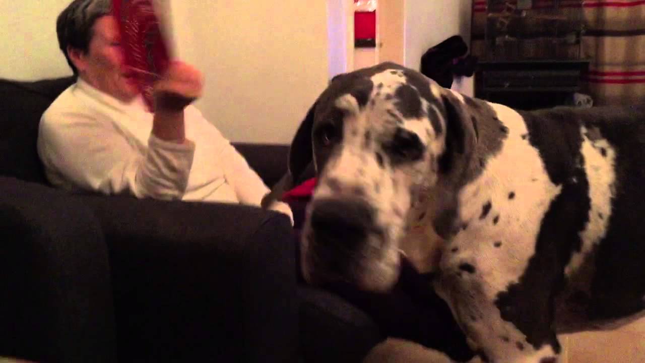 Great Dane Attack!!!