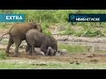 Elephants struggle to save clumsy calf