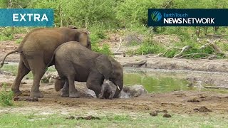 Elephants struggle to save clumsy calf