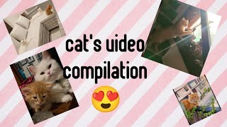 Cat Video Compilation Part4 #cat#shortvideo#love #cute #reels#story#vlog#best#cat#shorts #shortvideo