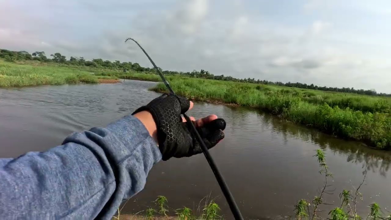 Mancing di rawa ini ikan gabusnya tidak habis habis ‼️