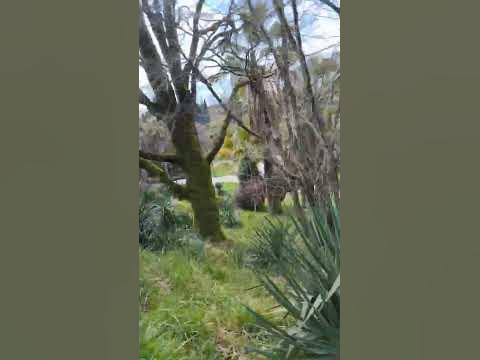 ДЕНДРАРИУМ - YouTube