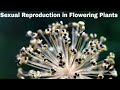 Cbse class 12 biology  sexual reproduction in flowering plants  full chapter  by shiksha house