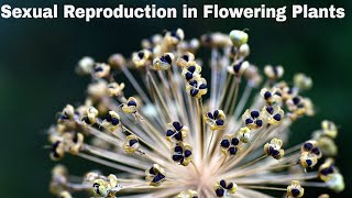 CBSE Class 12 Biology || Sexual Reproduction in Flowering Plants || Full Chapter || By Shiksha House