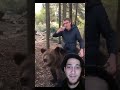 Bears bear forest  animals curiozoo