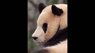 Fubao #panda #pandalife #cute #pandalove #cutepanda