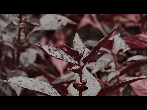 Video: Irezine - Växer Och Bryr Sig. Foto