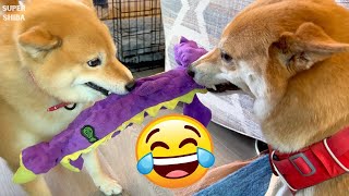 This is what happens when you have 3 Shibas but only 1 toy by Super Shiba 2,000 views 8 months ago 32 seconds