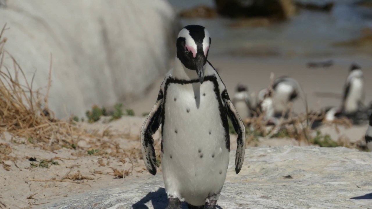 世界唯一の絶景 美しきビーチに棲む ペンギンの楽園 に行ってみた結果 南アフリカ ボルダーズビーチ 秘境メシ Produce By Photrip フォトリップ