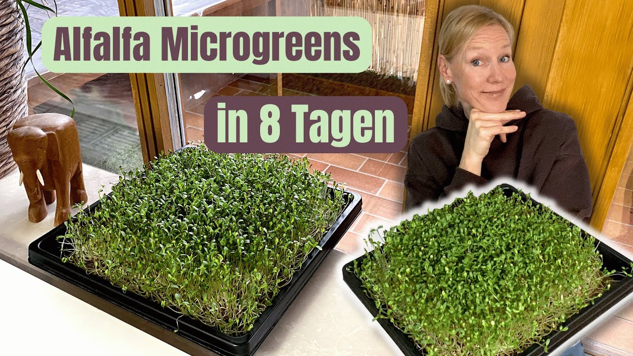 Alfalfa Microgreens anbauen ohne Erde | zuverlässig & sensibel