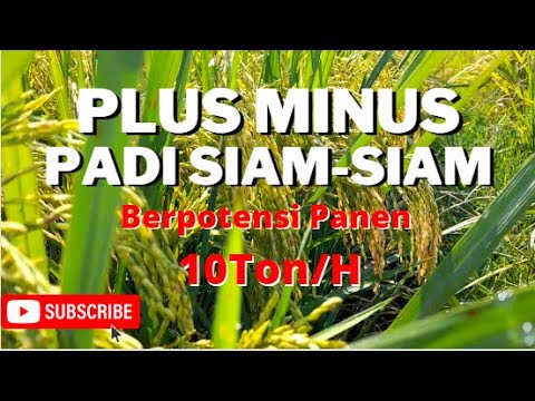 Siam Review