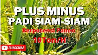 Kelebihan dan Kekurangan Padi Siam-siam | Review Padi Potensi 10 Ton/H