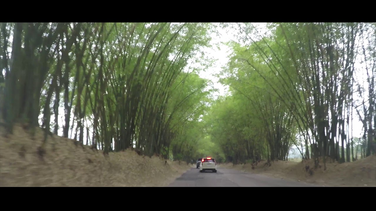 Holland Bamboo Avenue, St Elizabeth, Jamaica YouTube