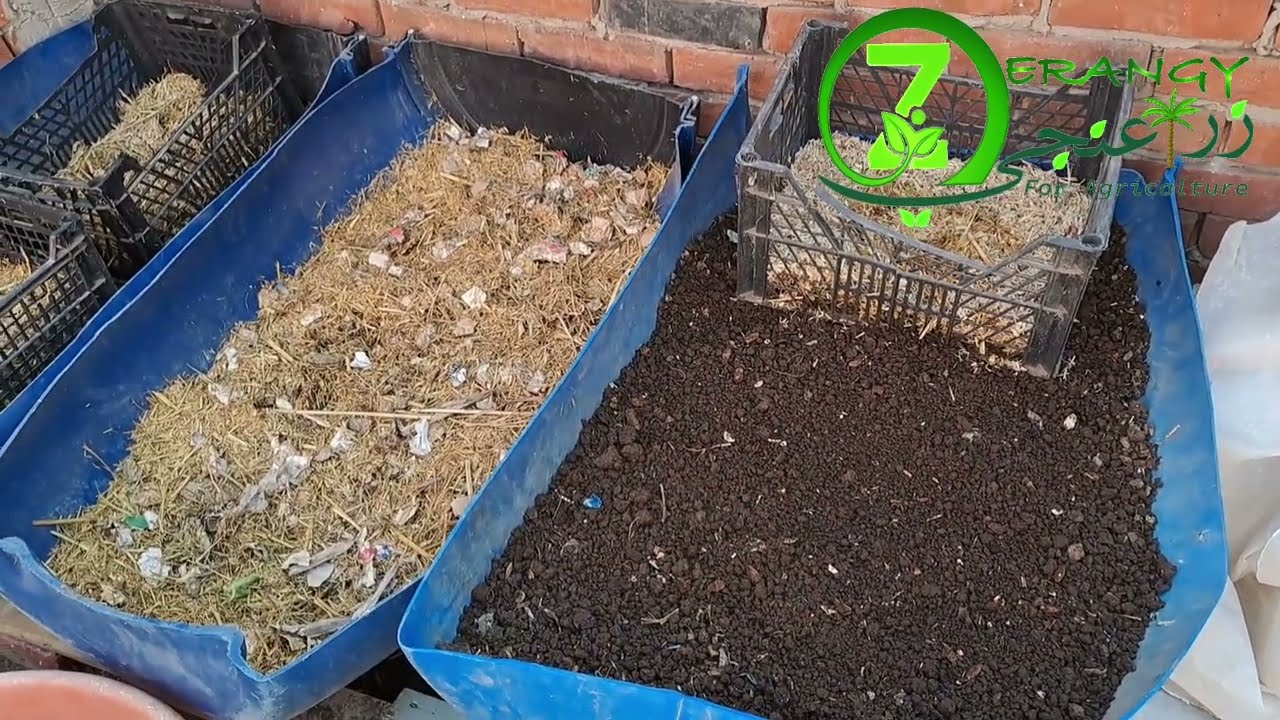 Наилучшее применение вермикомпоста: сортировка отходов #Zera3ngy 🌱