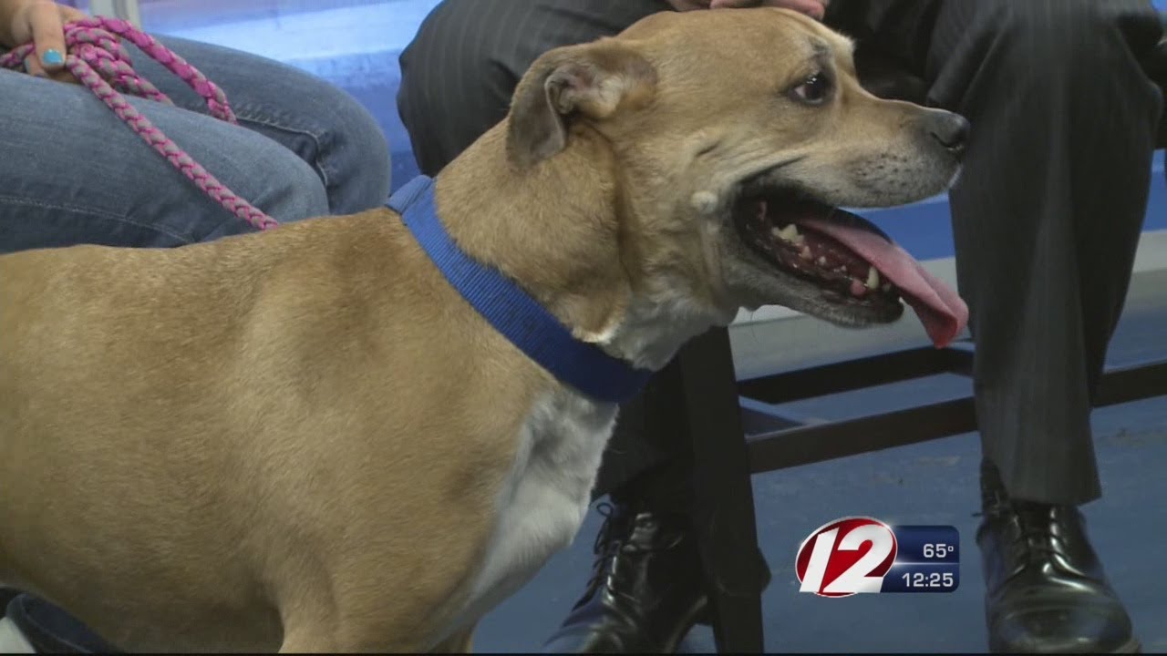 Adopt an animal from the Providence Animal Rescue League YouTube