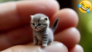 Funny Videos 2024 🤣 Cutest Cats Videos 2024 😘☺️