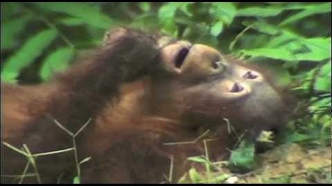 The Disenchanted Forest - Official Trailer