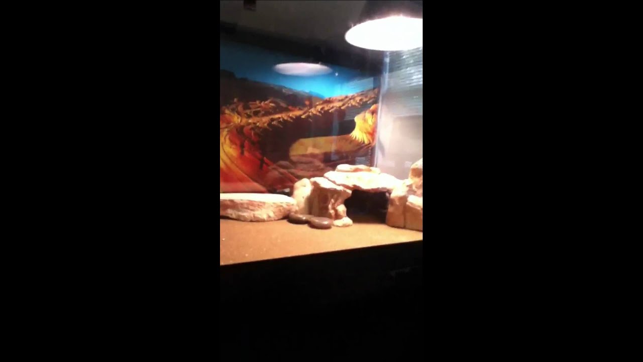 camera iphone 8 plus apk March 2012 Reptile Room Update