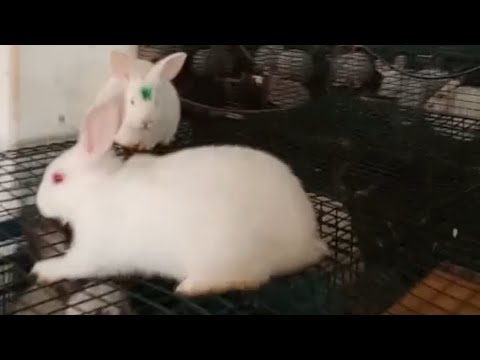 Imran Rabbits NewZealand Agreement With imran Gujar Khan WhatsApp 03002949494 Jami ...