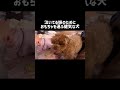 泣いてる赤ちゃんの為におもちゃを運ぶ健気なトイプードル #shorts
