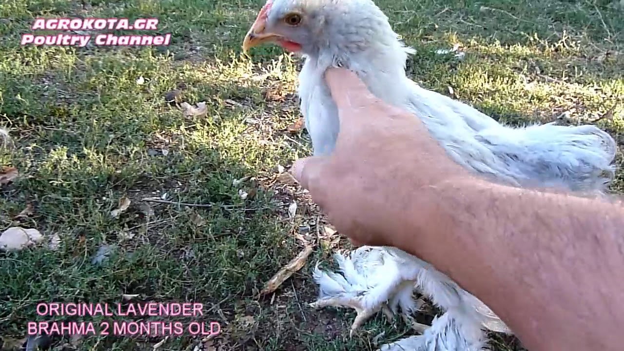 CHICKENS BREEDS-LAVENDER BRAHMA 2 MONTHS OLD - BRAHMA CHICKEN - AGROKOTA.GR  