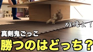 うさぎと鬼ごっこすると超スピードで駆け回る #417