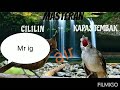 Masteran Cililin Vs Kapas Tembak Mix Air Hd Semoga Bermanfaat Mp3 - Mp4 Download
