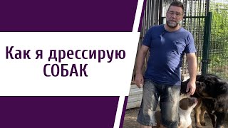 Дрессировка собак - виды дрессировки и зачем дрессировать собаку