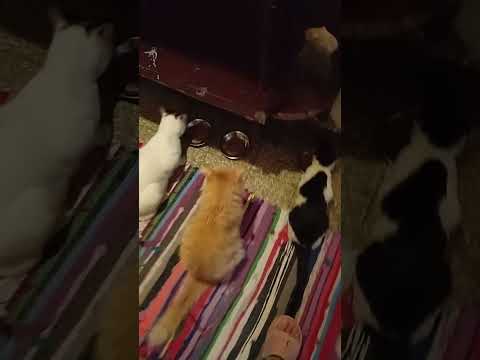 الفطار للاحباب السته   كيتن  إنقاذ     قطة