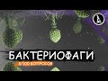 КАК ДЕЙСТВУЕТ БАКТЕРИОФАГ. ВИРУС УБ