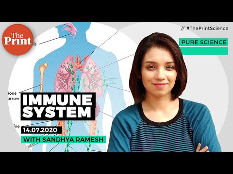 How does our immune system work?