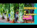 Download Lagu Tanaman Hias Mini Pembawa Hoki Media Air Menurut Feng Shui || Bambu Rejeki