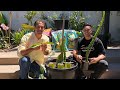 Basic Dragon Fruit Growing Tips For Beginners With Charles Malki From IV Organic