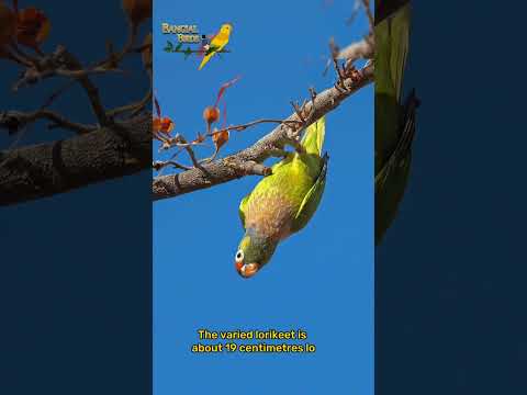 Varied Lorikeet | متنوع لوریکیٹ