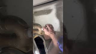 Bath sink clog clear with Milwaukee Switch Pack snake through trap plug 🧰 #plumbing #hack #shorts