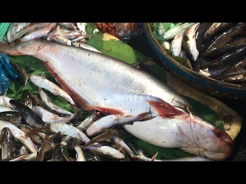 natural life store Amazing Cutting Fish | Fastest Fish Cutting | cutting fish in cambodia(2)