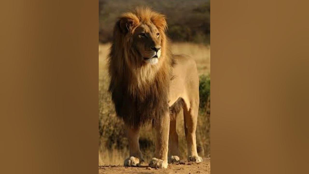 African Lion Sound Effects 🦁 🔊