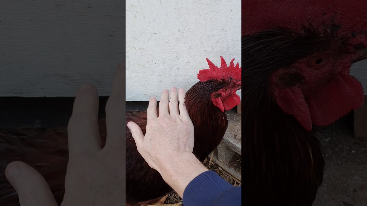 Collecting eggs before dark. - YouTube