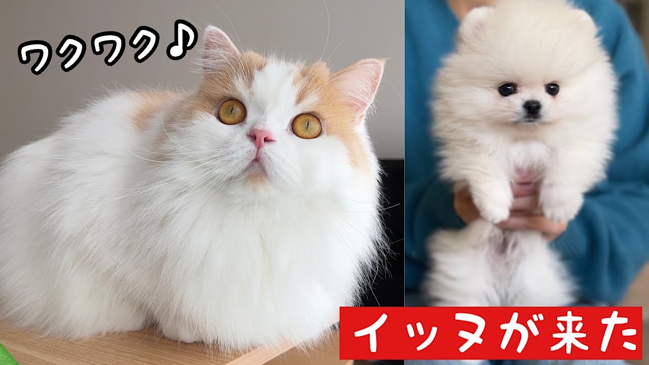 子犬が家に来てワクワクしてる猫が可愛すぎた！【成長記録02】 - YouTube