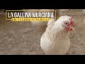 La Gallina Murciana, tesoro biológico | Pujante